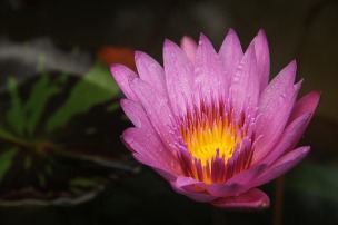 lotus-398444_640