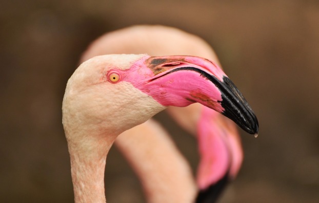 flamingo-1352001_1280