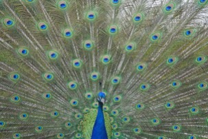 peacock-1300958_1280