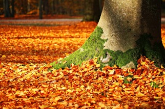 fall-foliage-1913485_1280